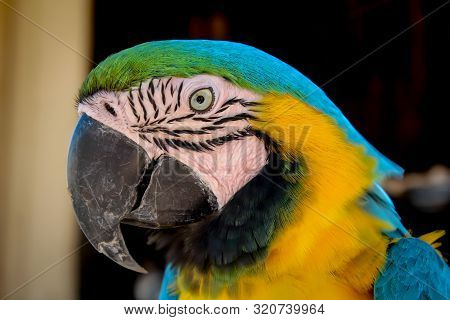 Portrait Or View Of A Macaw, Papagai