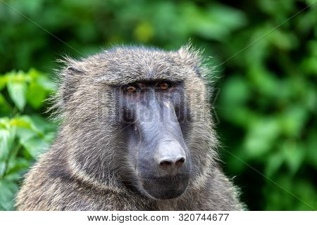 Chacma Baboon, Papio Ursinus, Also Known As The Cape Baboon. Is Strong And Big African Monkey. Hawas