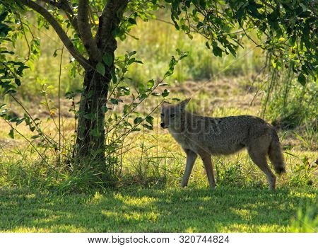 Coyote prowling in the back yard, stopping in the shade of an apple tree to look for fallen apples