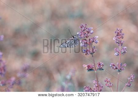 Beautiful Meadow Field With Wild Flowers. Autumn Or Summer Wildflowers Closeup. Health Care Concept.