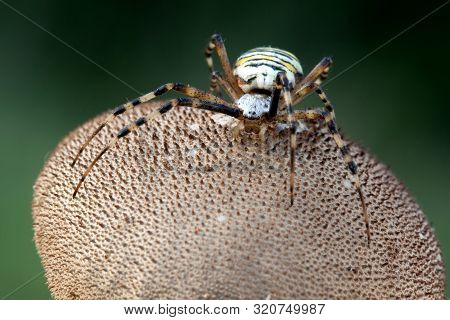 Wasp Spider On The Puffball Big Mushroom