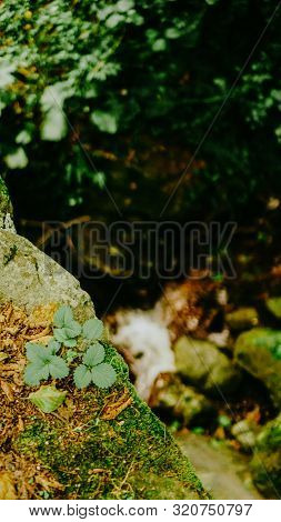 Green Spring Leave With Bokeh Background Fresh And Green Leaves Selective Focus And Blurry Backgroun