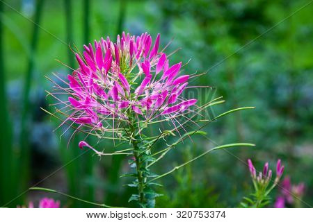 Close-up Beautiful Fresh Pink Spider Cleoma On A Background Of Green Grass Grows In A Home Garden, T