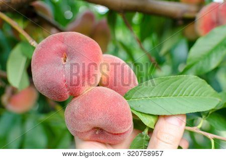 Close-up Of A Branch With Saturn Peaches And Green Leaves.