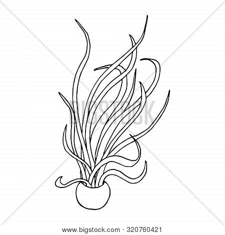 Caput Medusae Plant In A Pot. Line Art Doodle Sketch. Black Outline On White Background. Picture Can