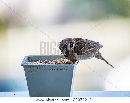 A Eurasian Tree Sparrow, Passer Montanus, Eats From A Small Pot Of Birdseed On A Balcony.