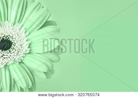 Closeup Of Trendy Mint Colored Daisy Flower With White Center On Green Background With Empty Space. 