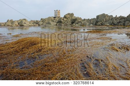 The Invasive Seaweed Known As Japanese Weed Or Wire Weed