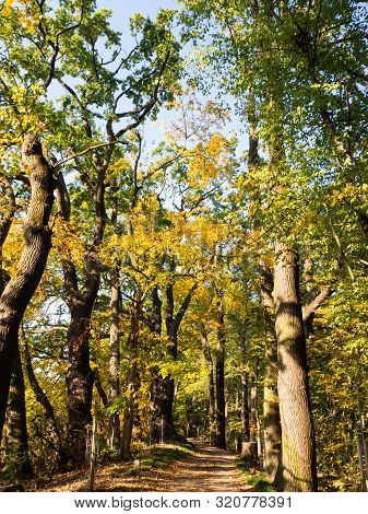 Majestic Old Trees With Golden Leaves In Autumn Sunny Day, Path In The Park