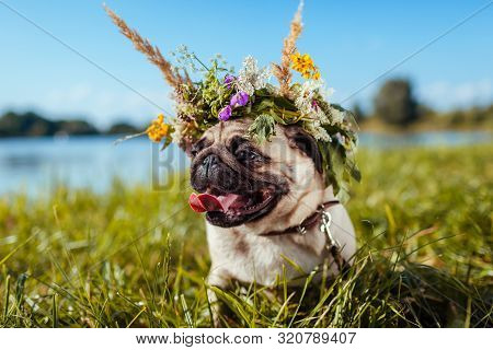 Pug Dog Wearing Flower Wreath By River. Happy Puppy Chilling Outdoors On Summer Field