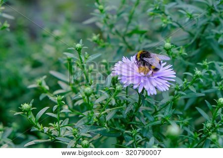 New Belgian (symphyotrichum Novi-belgii) Beautiful Autumn Flower Bed