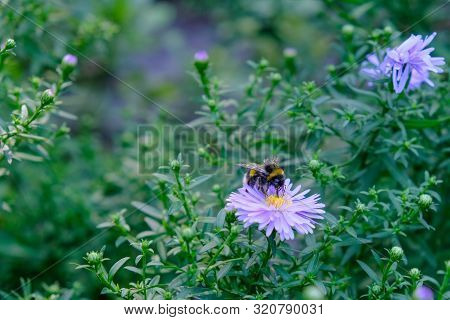 Astra Or New Belgian (symphyotrichum Novi-belgii) Beautiful Autumn Flower Bed