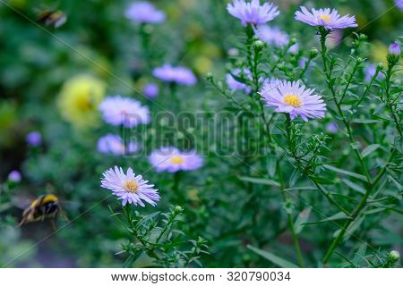 Astra Or New Belgian (symphyotrichum Novi-belgii) Beautiful Autumn Flower Bed