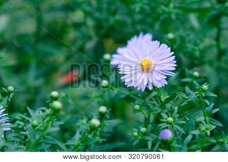 New Belgian (symphyotrichum Novi-belgii) Beautiful Autumn Flower Bed