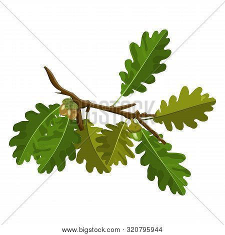 Oak Tree Branch With Acorn And Green Oak Leaves Vector Images Isolated On White