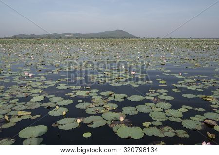 Cambodia Battambang Kamping Pouy Lake