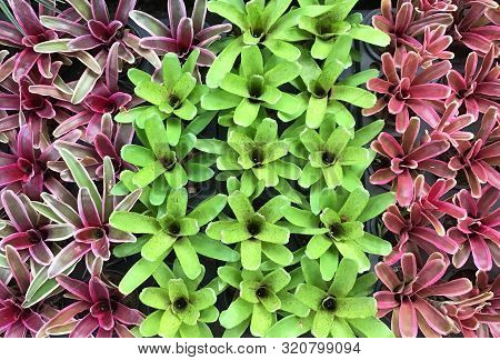 Row Of Beautiful Green And Purple Aechmea Fasciata Or Urn Plants At Flower Market For Home And Build