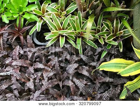 Group Of Beautiful Green And Purple Aechmea Fasciata Or Urn Plants At Flower Market For Home And Bui