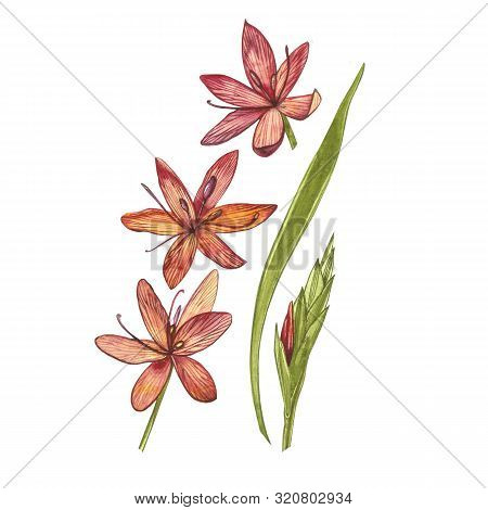 Kafir Lilies Flowers. Collection Of Hand Drawn Flowers And Plants. Botany. Set. Vintage Flowers. Wat