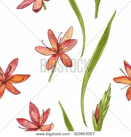 Kafir Lilies Flowers. Seamless Patterns. Collection Of Hand Drawn Flowers And Plants. Botany. Set. V