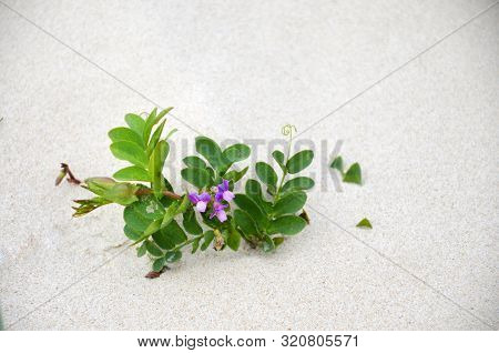 Purple Beach Pea Flower In White Sand Dune
