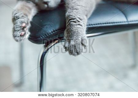 British Cat Lying On Black Modern Chair Indoor At Home, Paws Close Up On Focus. New Lovely Member Of