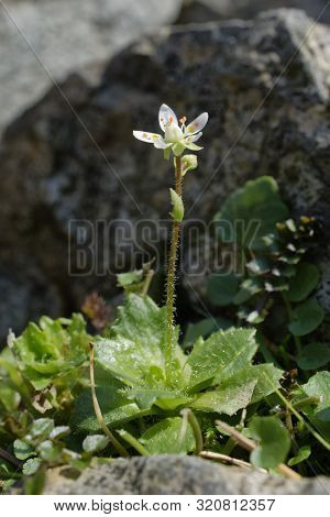 Starry Saxifrage - Saxifraga Stellaris 
Mountain Plant From The Lake District, Cumbria; Uk