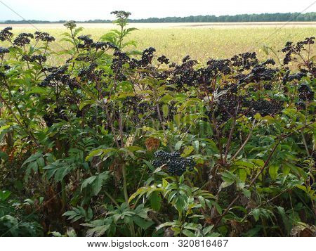 Beautiful Bushes With Elderberry On A Background Of Field.