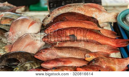Balabag, Boracay Island, Philippines - March 4, 2019: Closeup Of Red And Other Fishes On Display In 