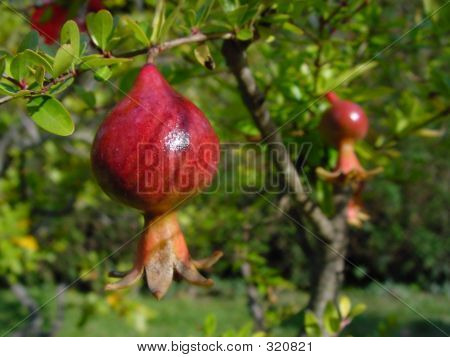 Melograno sull'albero