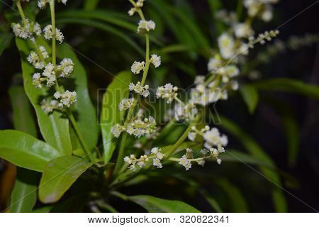 Natural Background Of Leaves. Natural Background Of Leaves. Trees Leave A Natural Background. Cover 