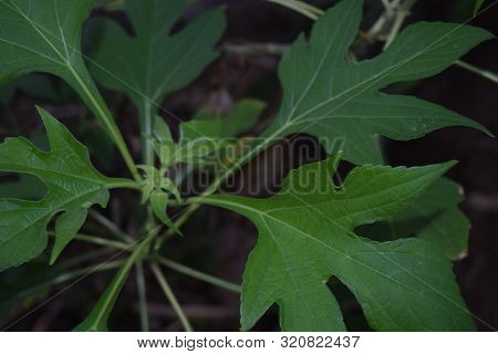 Natural Background Of Leaves. Natural Background Of Leaves. Trees Leave A Natural Background. Cover 