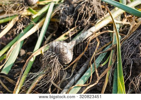 Heads Of Garlic. Garlic Background. Dig Out Garlic From The Ground. Autumn Harvest. Grow Garlic In T