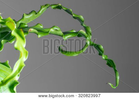 Houseplant Asplenium Nidus