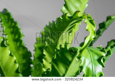 Houseplant Asplenium Nidus