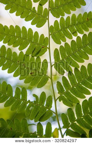 Fern Through The Sun. Fern Leaf Close Up. Fern Structure. Juicy Greens.