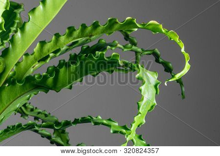 Houseplant Asplenium Nidus