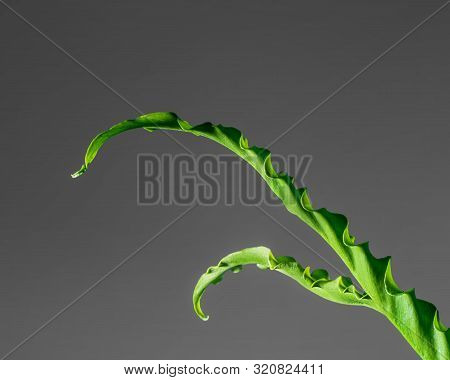 Houseplant Asplenium Nidus