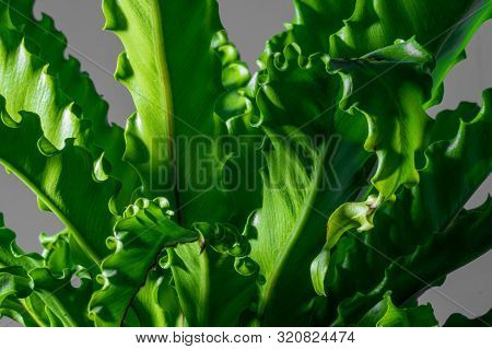 Houseplant Asplenium Nidus