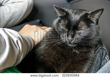 Young Black Cat Sits On The Mans Lap And Squints With Pleasure