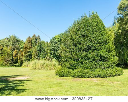 Botanical Garden Of The Austral University. Valdivia, Chile, South America, Teja Island. De Los Rios
