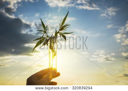 Cannabis Leaf And Bush In A Test Tube In Hand Background The Sky. Concept Of Growing Hemp For Oil, M