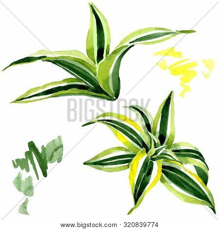 Dracena Green Leaves. Leaf Plant Floral Foliage. Watercolor Background Set. Isolated Dracena Illustr