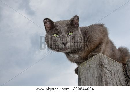 A Gray Cat With Green Eyes Without The Ends Of The Ears Sits On A Wooden Pole Against A Gray Sky