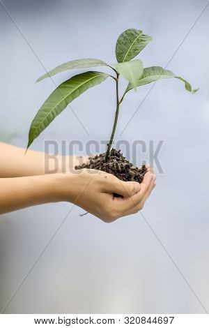 Close Up Of Hands Of A Farmer Holding A Green-colored Plant In His Hands, Concept Of Van Mahotsav An