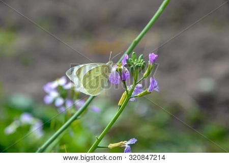 Close Up Of A White Butterfly With Black Points Posed Peacefully On A Purple Flower To Drink Nectar 