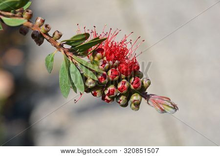 Bottlebrush Red Star - Latin Name - Callistemon Viminalis Red Star (melaleuca Viminalis Red Star)