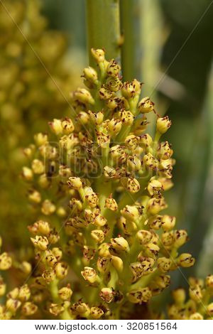 Dwarf Fan Palm Flowers - Latin Name - Chamaerops Humilis