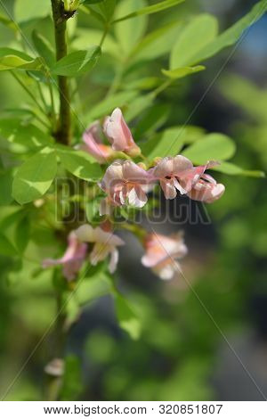 Adams Laburnum Flower - Latin Name - Laburnocytisus Adamii