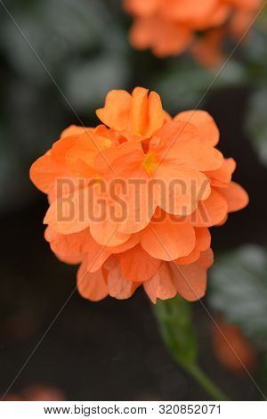Crossandra Fortuna Flower - Latin Name - Crossandra Fortuna